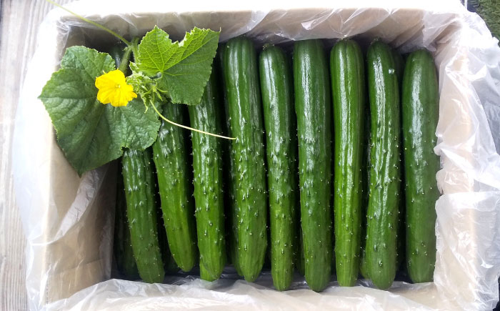 きゅうり キュウリ 胡瓜 野菜 やさい ヤサイ 新鮮 冷蔵 夏野菜