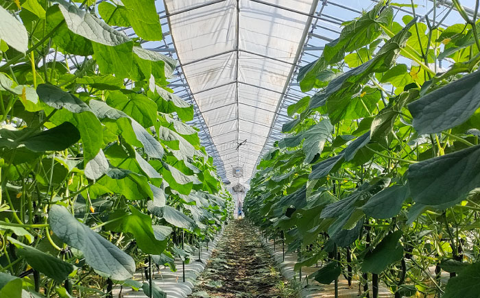 きゅうり キュウリ 胡瓜 野菜 やさい ヤサイ 新鮮 冷蔵 夏野菜