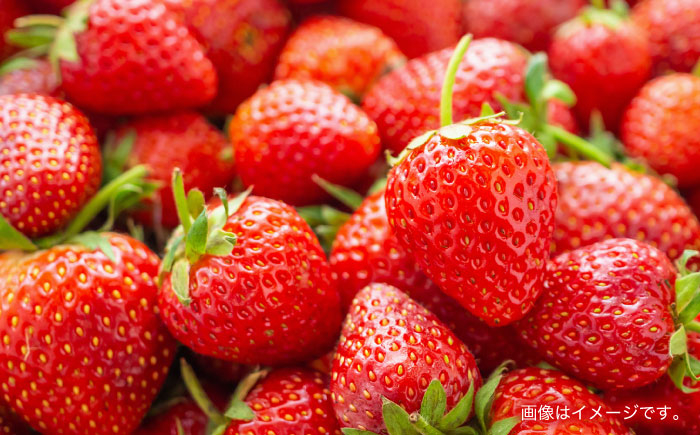 【1週間以内発送/限定数量】【家庭用に最適】長崎いちご「ゆめのか」M〜Lサイズ 約250g×4パック 合計1000g