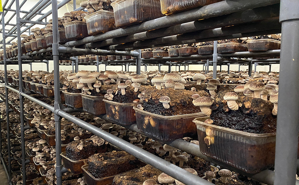 【12回定期便】御在所肉厚生しいたけ 計約12kg 1回あたり約1kg(計12回)