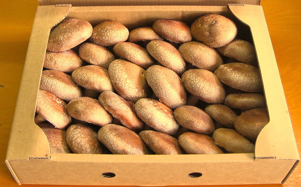 【3回定期便】御在所肉厚生しいたけ 計約3kg 1回あたり約1kg(計3回)