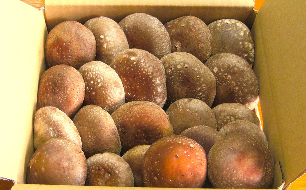 【2ヶ月毎 4回定期便】御在所肉厚生しいたけ 計約2kg 1回あたり約500g（計4回）