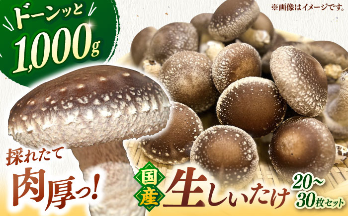国産 生　椎茸 しいたけ シイタケ 1kg