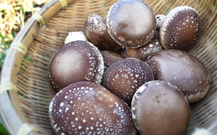 国産 生　椎茸 しいたけ シイタケ 1kg