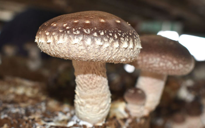 国産 生　椎茸 しいたけ シイタケ 1kg