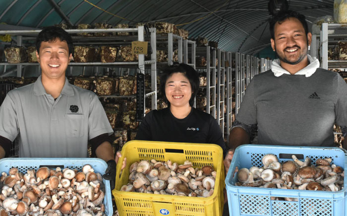 国産 生　椎茸 しいたけ シイタケ 1kg