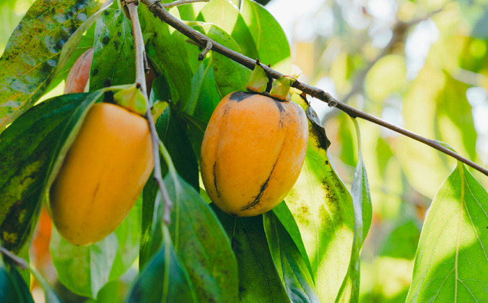 柿 西条柿 合わせ柿 大容量 デザート セット 島根 松江 おすすめ 人気