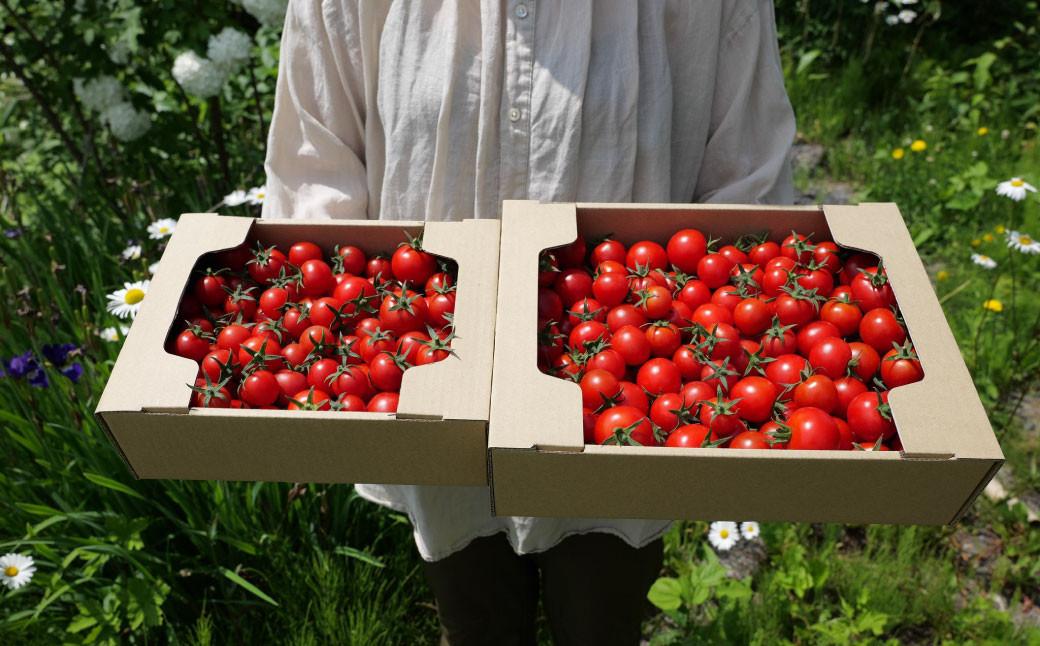 北海道 蘭越町産 トマトジュース（有機ミニトマト使用）720ml×2本 合計1440ml