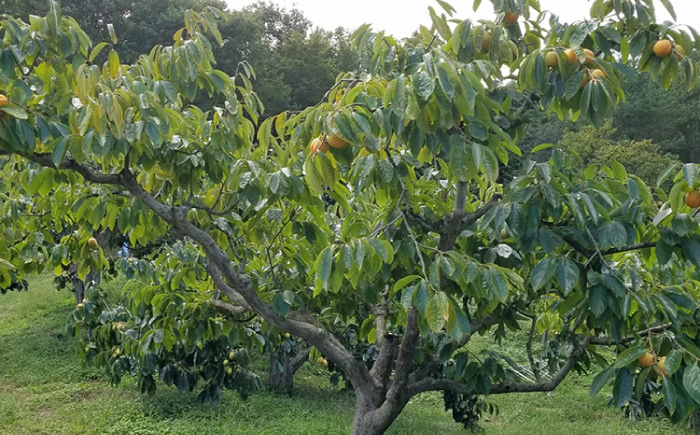 柿 西条柿 合わせ柿 大容量 デザート セット 島根 松江 おすすめ 人気