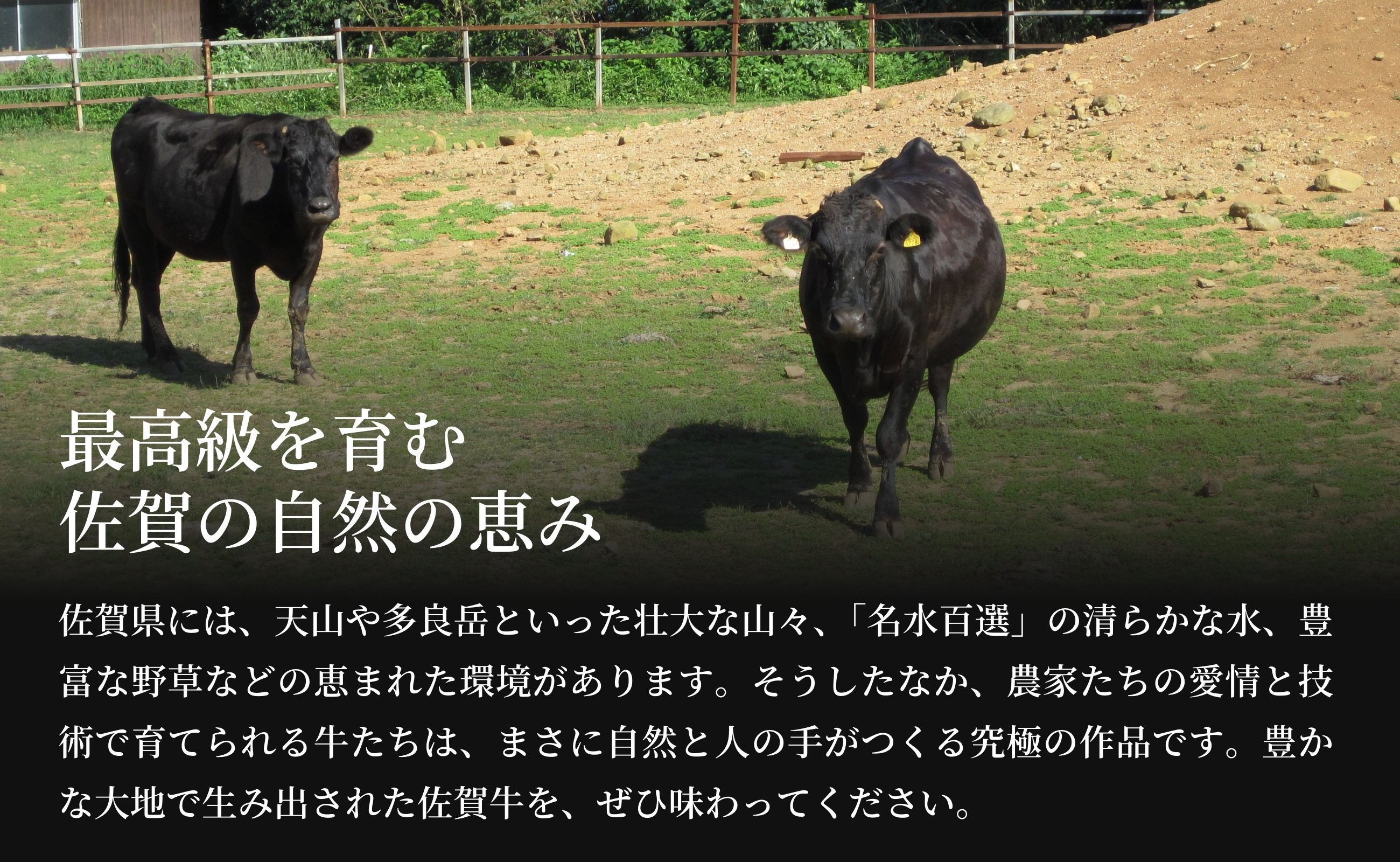 佐賀の山々や清流など、自然の恵みを受けて育った佐賀牛です。