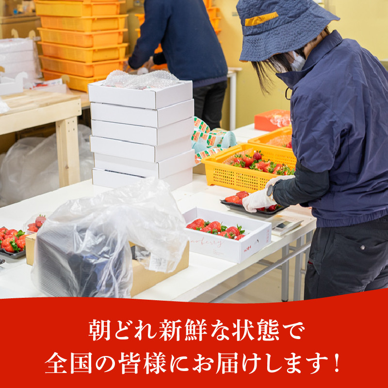 埼玉県産いちご 食べ比べ いちご 苺 イチゴ 果物 ichigo 紅ほっぺ かおり野 よつぼし 恋みのり おいCベリー