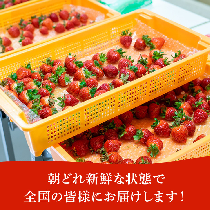 埼玉県産いちご 食べ比べ いちご 苺 イチゴ 果物 ichigo 紅ほっぺ かおり野 よつぼし 恋みのり おいCベリー