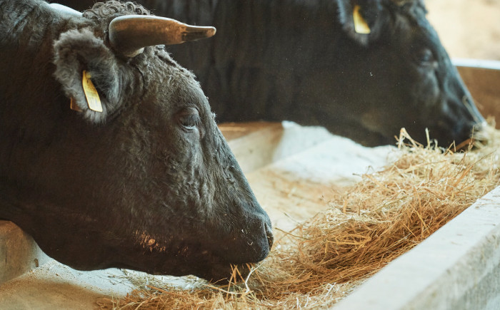 佐賀県産和牛 和牛 国産牛 ロールステーキ ステーキ 個包装 小分け 焼肉 牧場 記念日 お祝い 贈り物 ギフト プレゼント