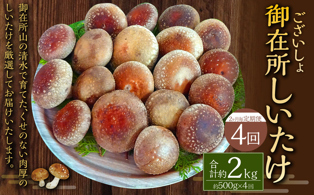 【2ヶ月毎 4回定期便】御在所肉厚生しいたけ 計約2kg 1回あたり約500g（計4回）