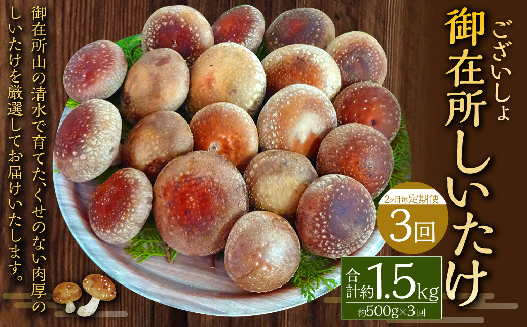 【2ヶ月毎 3回定期便】御在所肉厚生しいたけ 計約1.5kg 1回あたり約500g(計3回)