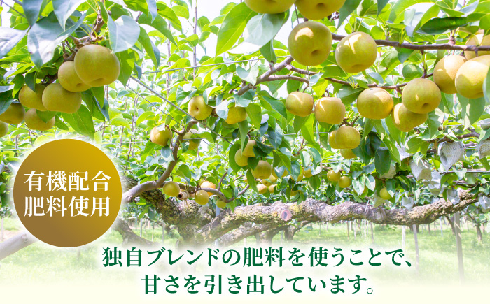 加温ハウスぶどうと幸水梨のセット