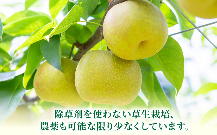 秋月梨 8～16玉 （約5kg）