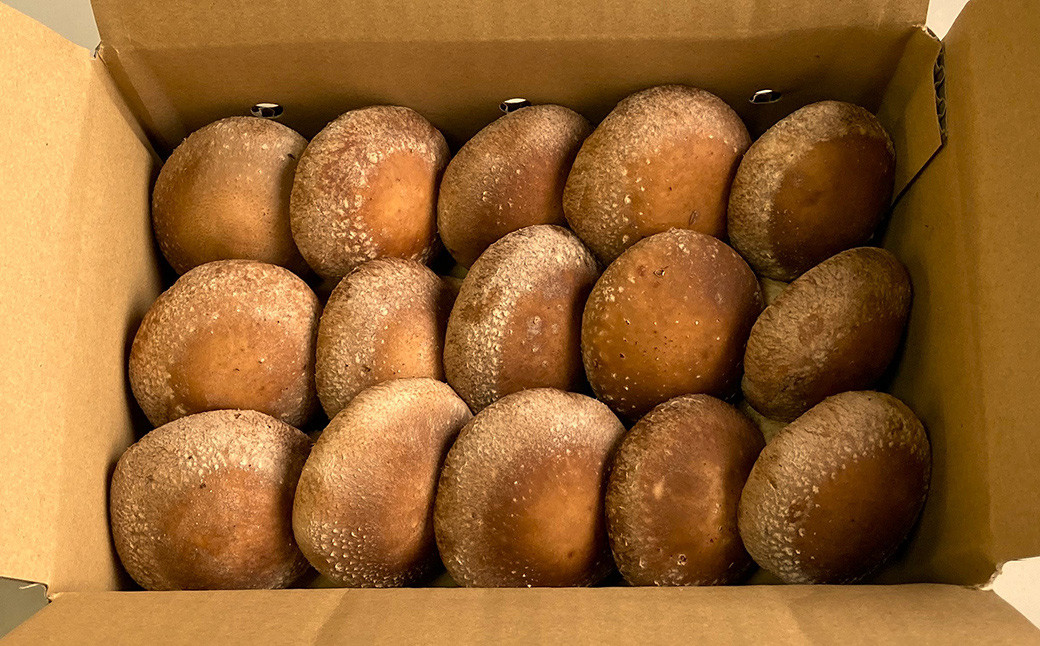 訳あり 御在所しいたけ 約700g(約350g×2)