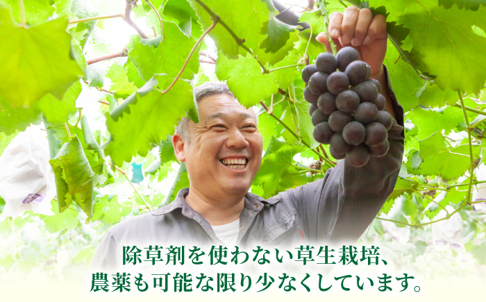 加温ハウスぶどうと幸水梨のセット