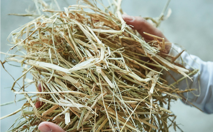 佐賀牛 和牛 国産牛 赤身 ステーキ ロース モモ カタ バラ ヒレ パック 個包装 小分け 焼肉 