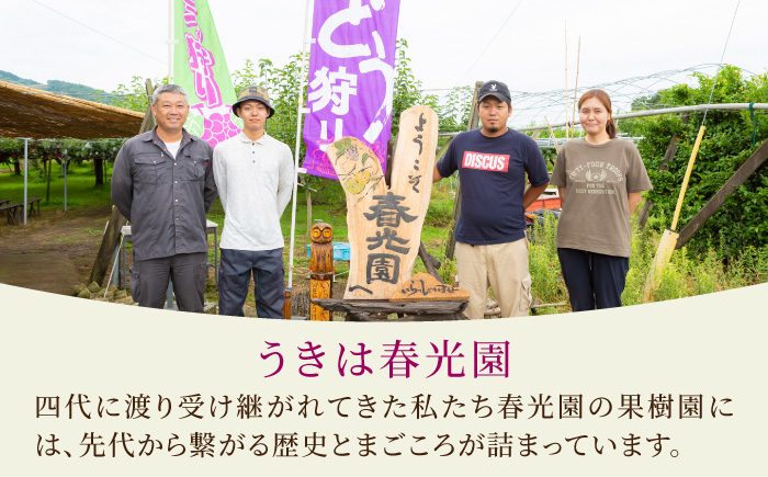 加温ハウスぶどうと幸水梨のセット