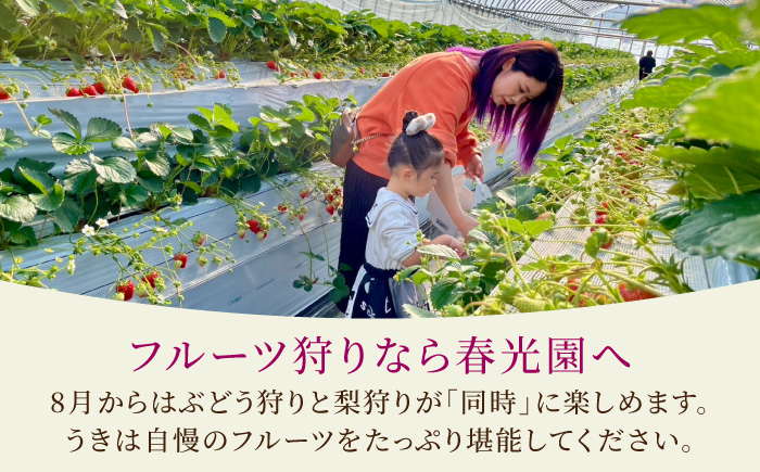 加温ハウスぶどうと幸水梨のセット