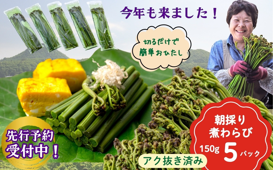 太くて粘りがあり美味しい「西わらび」、朝採りを農家直送でお届け！