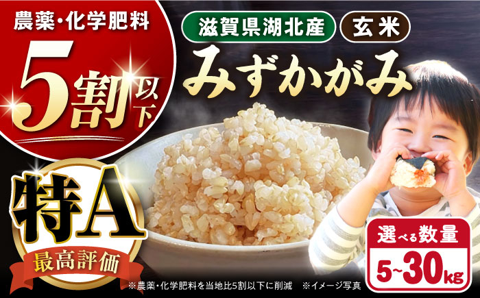 【選べる容量】 滋賀県湖北産 湖北のみずかがみ 5・10・20・30kg(玄米)　米 お米 ご飯 ごはん ゴハン