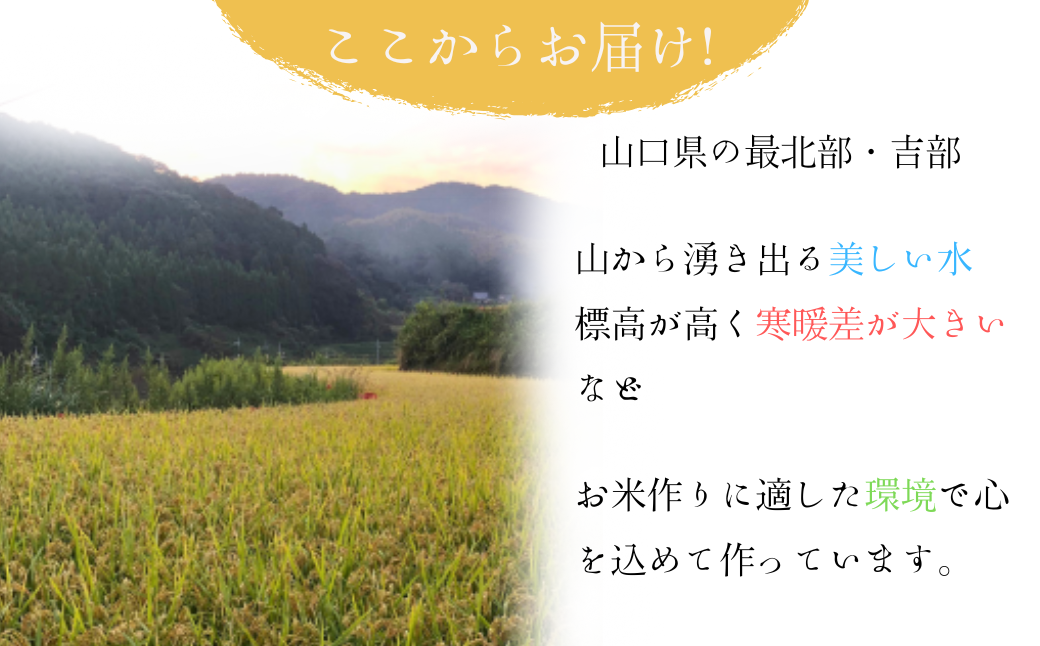 米 【令和7年産新米】石田さんのお米 馳せ米 30kg 米 コメ こめ 精米 セイマイ せいまい 石田さんのお米 おコメ 馳せ米