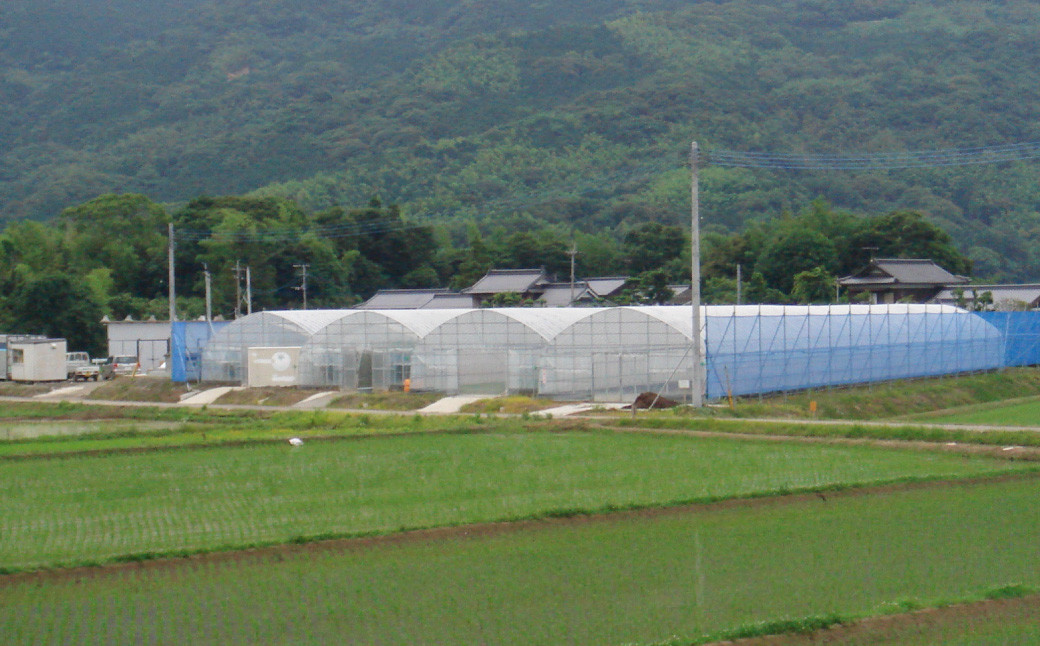 白川米(夢つくし) 玄米 合計10kg（5kg×2袋） 玄米 精米