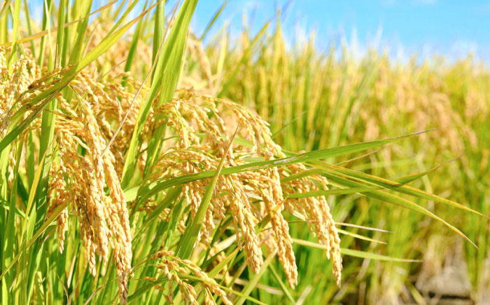 こだわりの特別栽培米！ 無洗米 夢しずく 5kg 【定松ファーム】佐賀県産 白米 コメ こめ お米 白米 夢しずく ゆめしずく