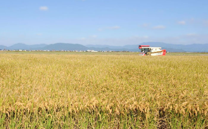こだわりの特別栽培米！ 無洗米 夢しずく 5kg 【定松ファーム】佐賀県産 白米 コメ こめ お米 白米 夢しずく ゆめしずく