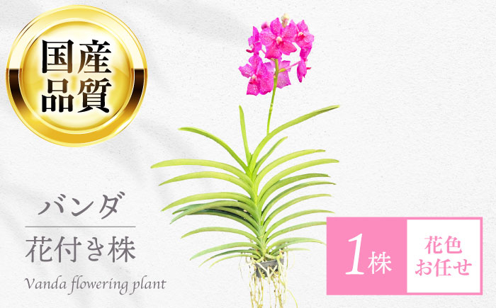 洋ラン バンダ 切り花 花 蘭 生花 インテリア 植物 おすすめ 人気