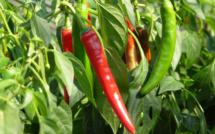 七味とうがらし 七味 唐辛子 香辛料 辛味 調味料 人気 おすすめ オロチの爪