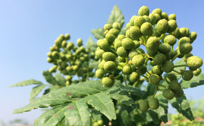 おすすめ 人気 贈答 贈り物 お礼 プレゼント 美味しい 料理 オリーブオイル