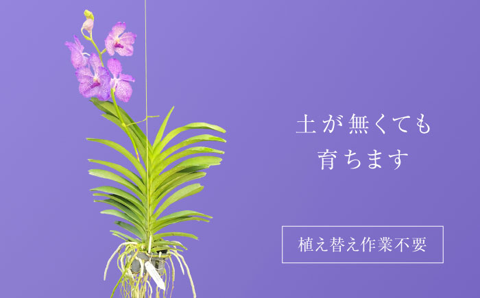 洋ラン バンダ 切り花 花 蘭 生花 インテリア 植物 おすすめ 人気