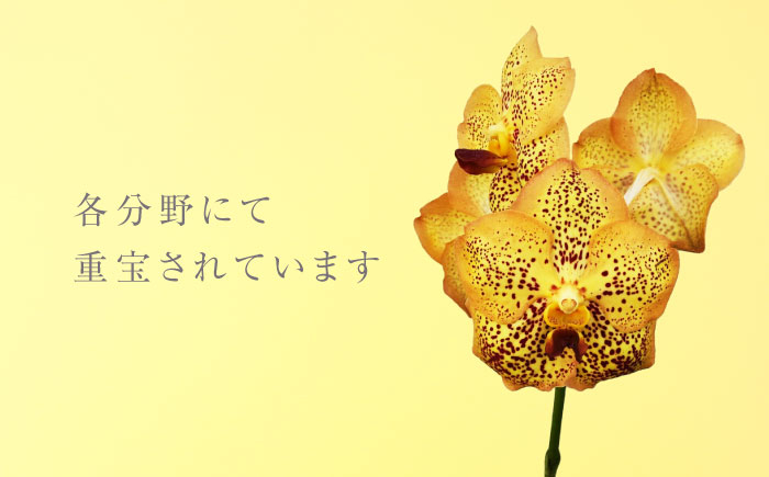 洋ラン バンダ 切り花 花 蘭 生花 インテリア 植物 おすすめ 人気