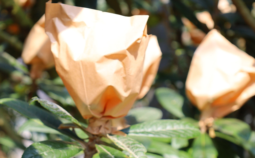 【数量限定】 長崎びわ なつたより 赤秀 計約1kg