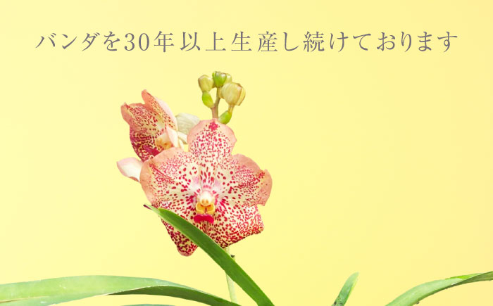 洋ラン バンダ 切り花 花 蘭 生花 インテリア 植物 おすすめ 人気