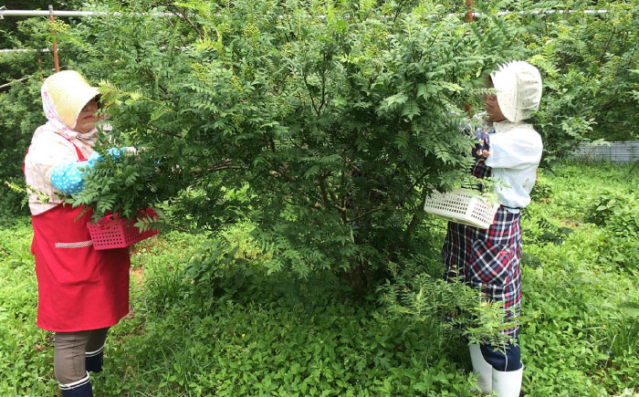 おつまみ ごはんのお供 贈答用 セット 美味しい 佃煮 オリーブオイル おすすめ