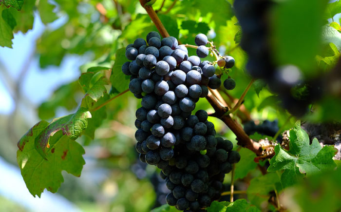 ワイン お酒 ギフト 国産 熟成ワイン 熟成 赤ワイン 辛口 果実酒 セット