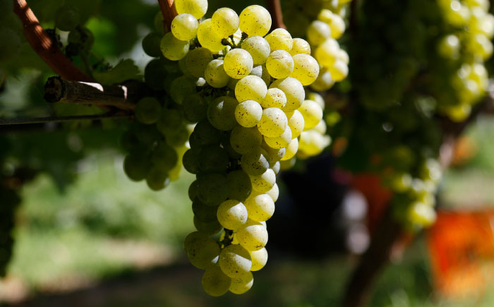 ワイン お酒 国産 セット 熟成ワイン 酒 ギフト 白ワイン 辛口 果実酒