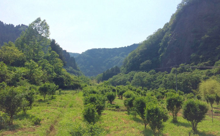 おつまみ ごはんのお供 贈答用 セット 美味しい 佃煮 オリーブオイル おすすめ
