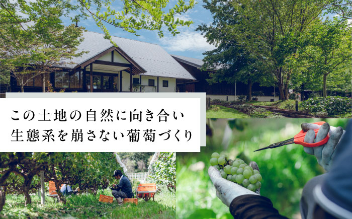 ぶどうジュース ぶどう ブドウ 葡萄 セット ストレートジュース 国産 奥出雲