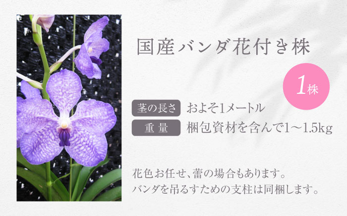 洋ラン バンダ 切り花 花 蘭 生花 インテリア 植物 おすすめ 人気