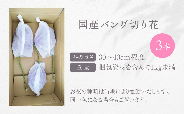 洋ラン バンダ 切り花 花 蘭 生花 インテリア 植物 おすすめ 人気