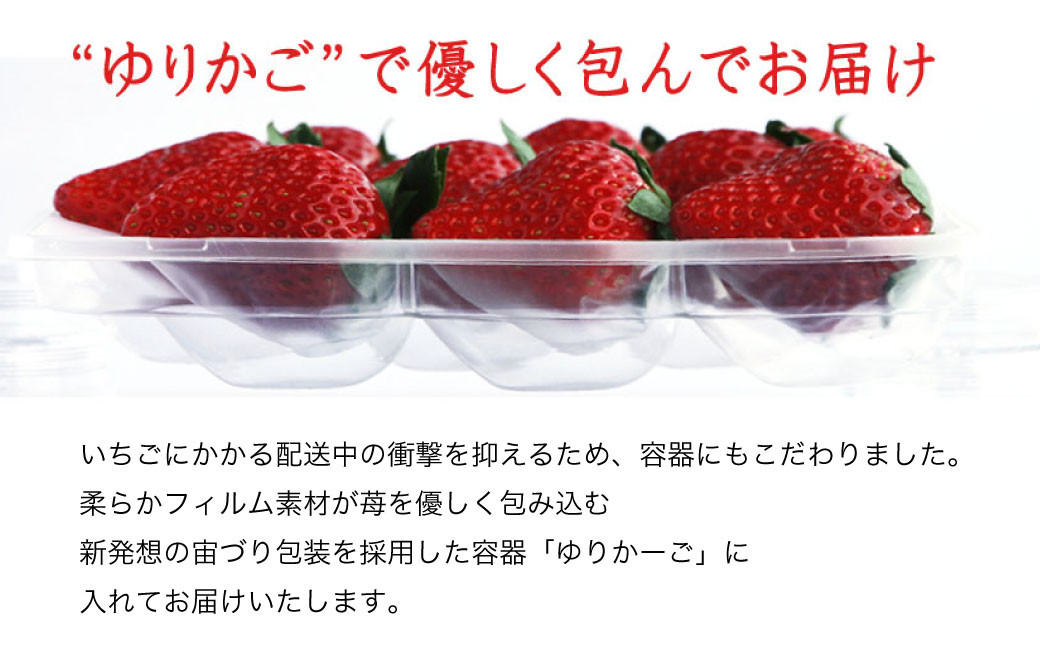 寒蜜いちご 紅ほっぺ 特大粒 4パック |いちご 苺 紅ほっぺ 果物 くだもの フルーツ