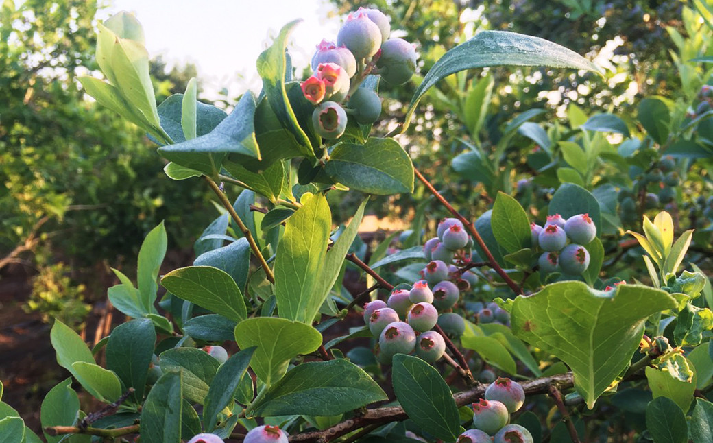 冷凍 ブルーベリー  約1kg 約200g×5