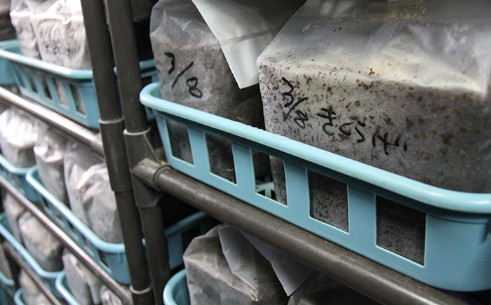 徹底した温度・湿度管理のもと、菌床栽培は行われます。