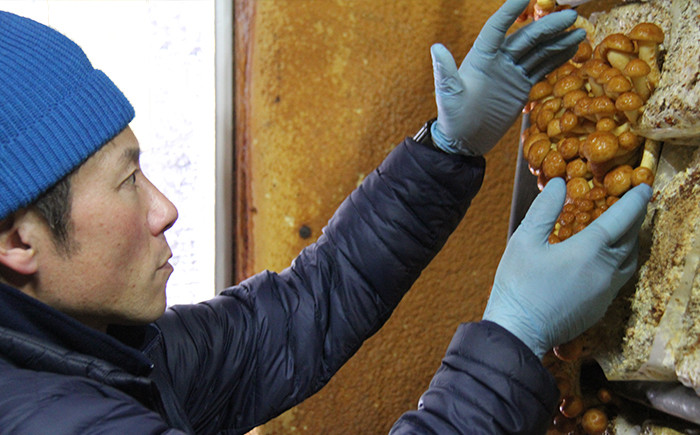 菌床ひとつひとつ大事に育てています。